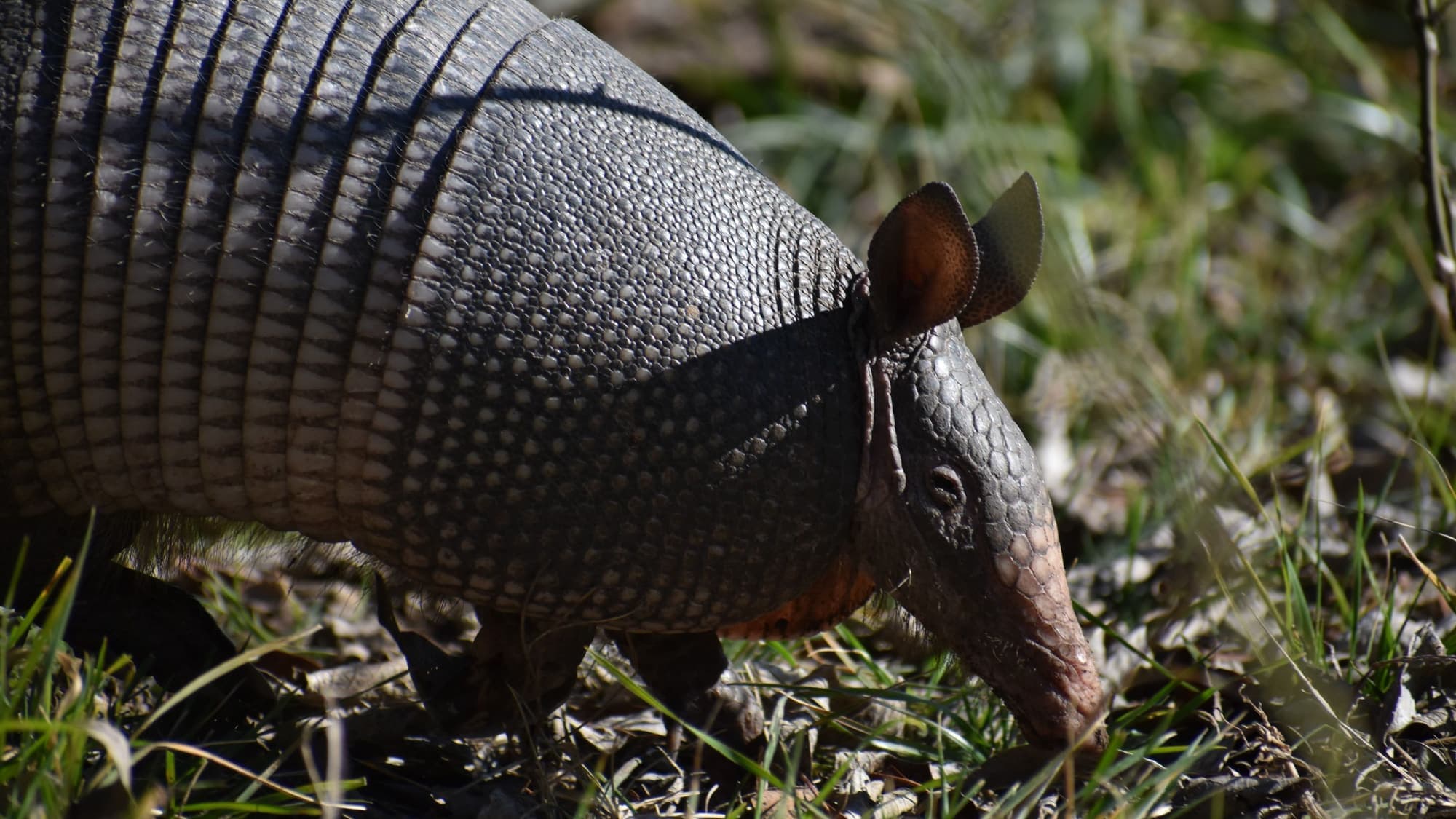 A nine-banded armadillo nosing through green grass