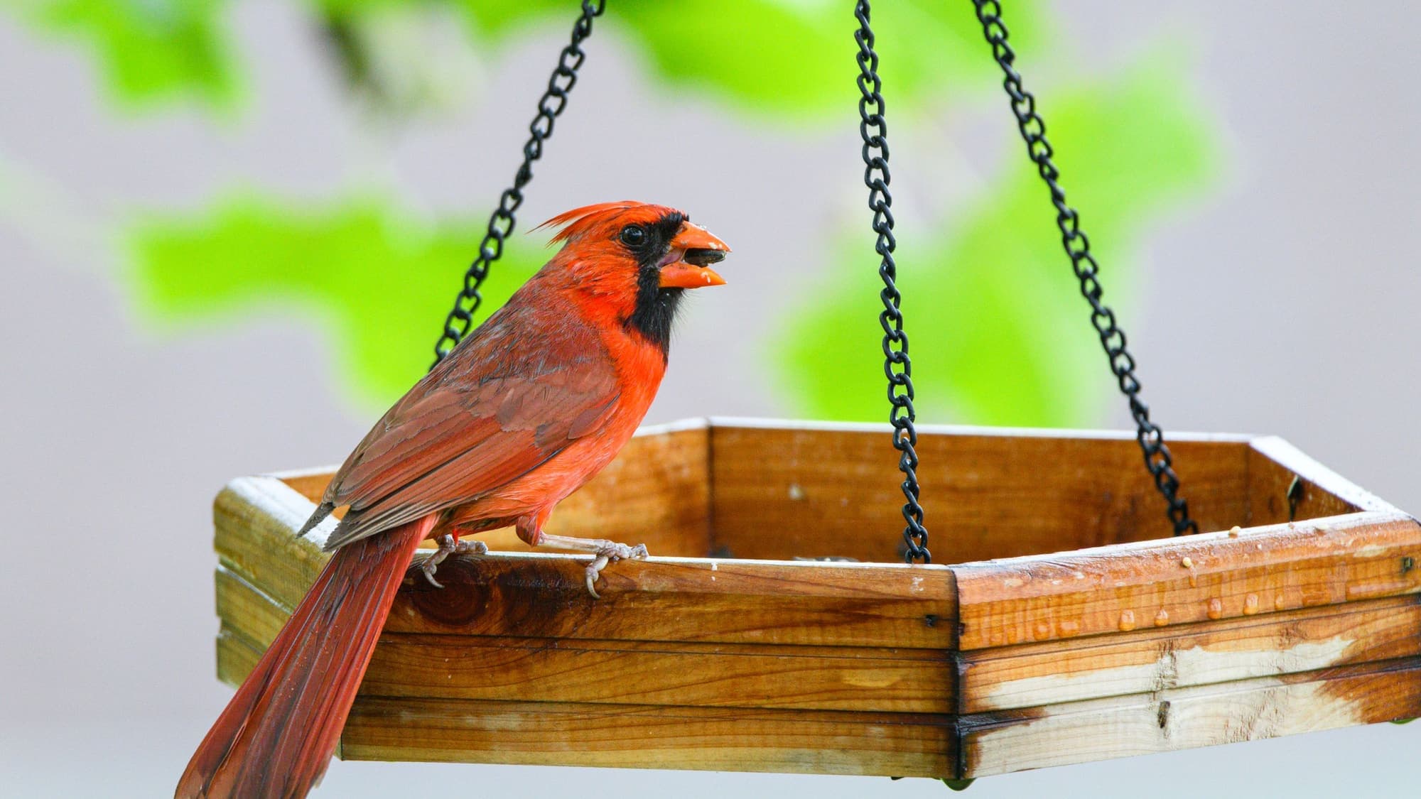 A bright red male cardinal perched on the edge of a hanging wooden bird feeder
