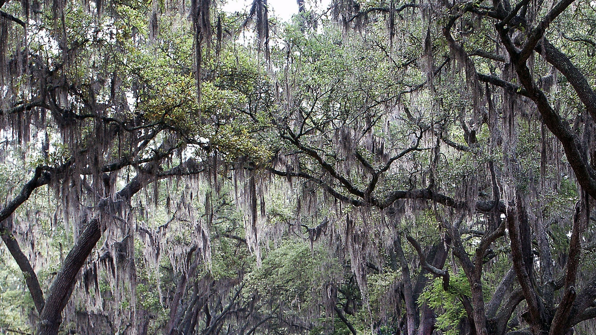 A long avenue of live oaks draped in Spanish moss, their branches meeting overhead