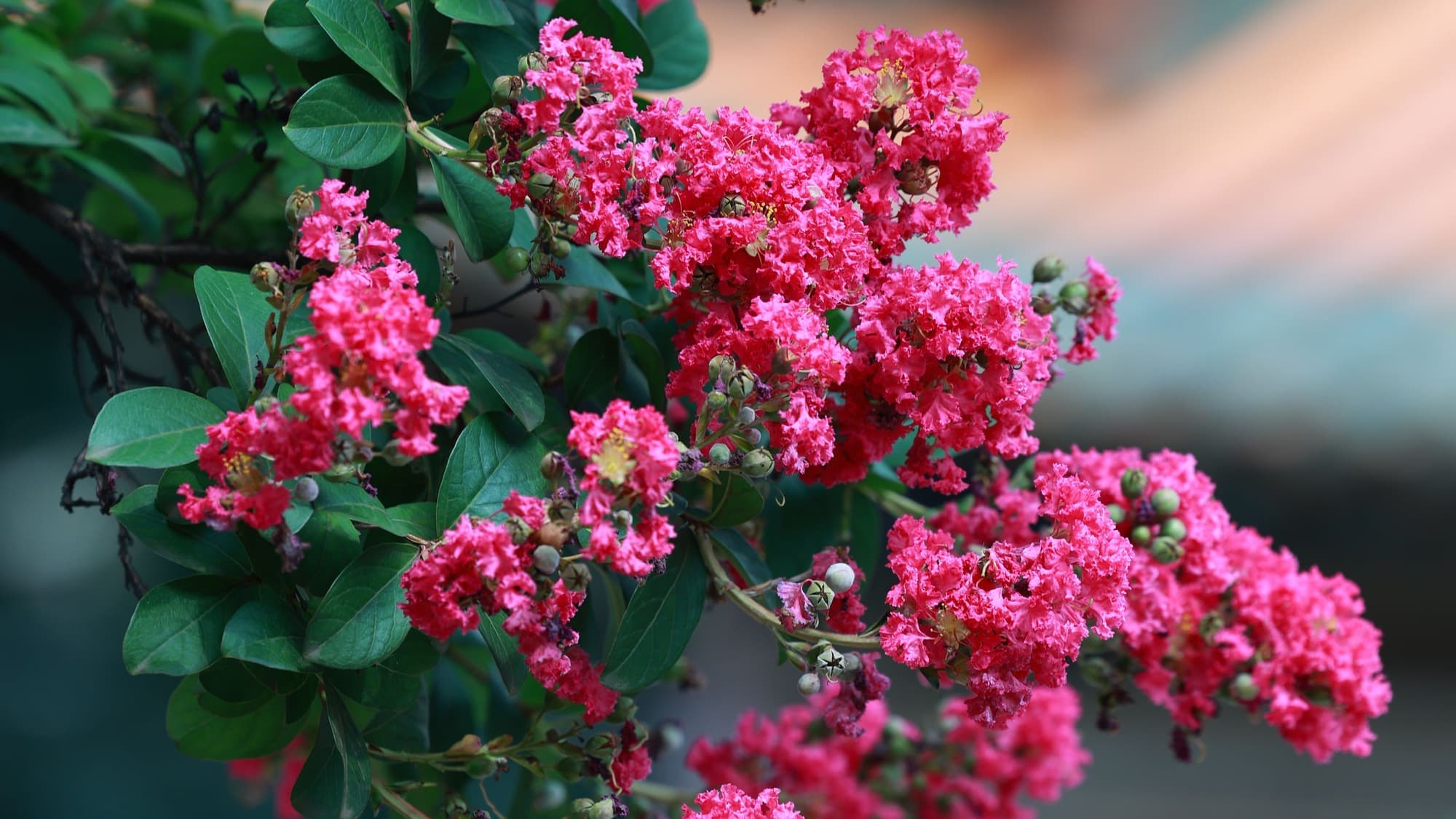 A branch of bright pink crape myrtle blossoms against dark green leaves