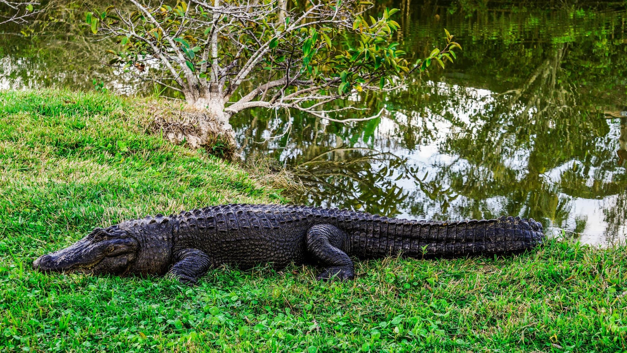 An alligator lying stretched out on a mown grassy bank at the edge of a pond