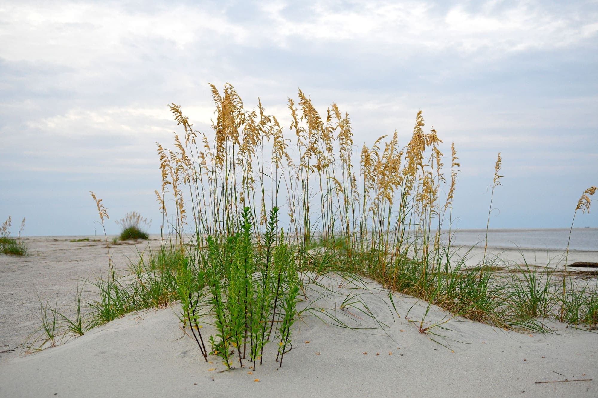 Sea oats growing on a low sand dune with the ocean and a pale sky behind it
