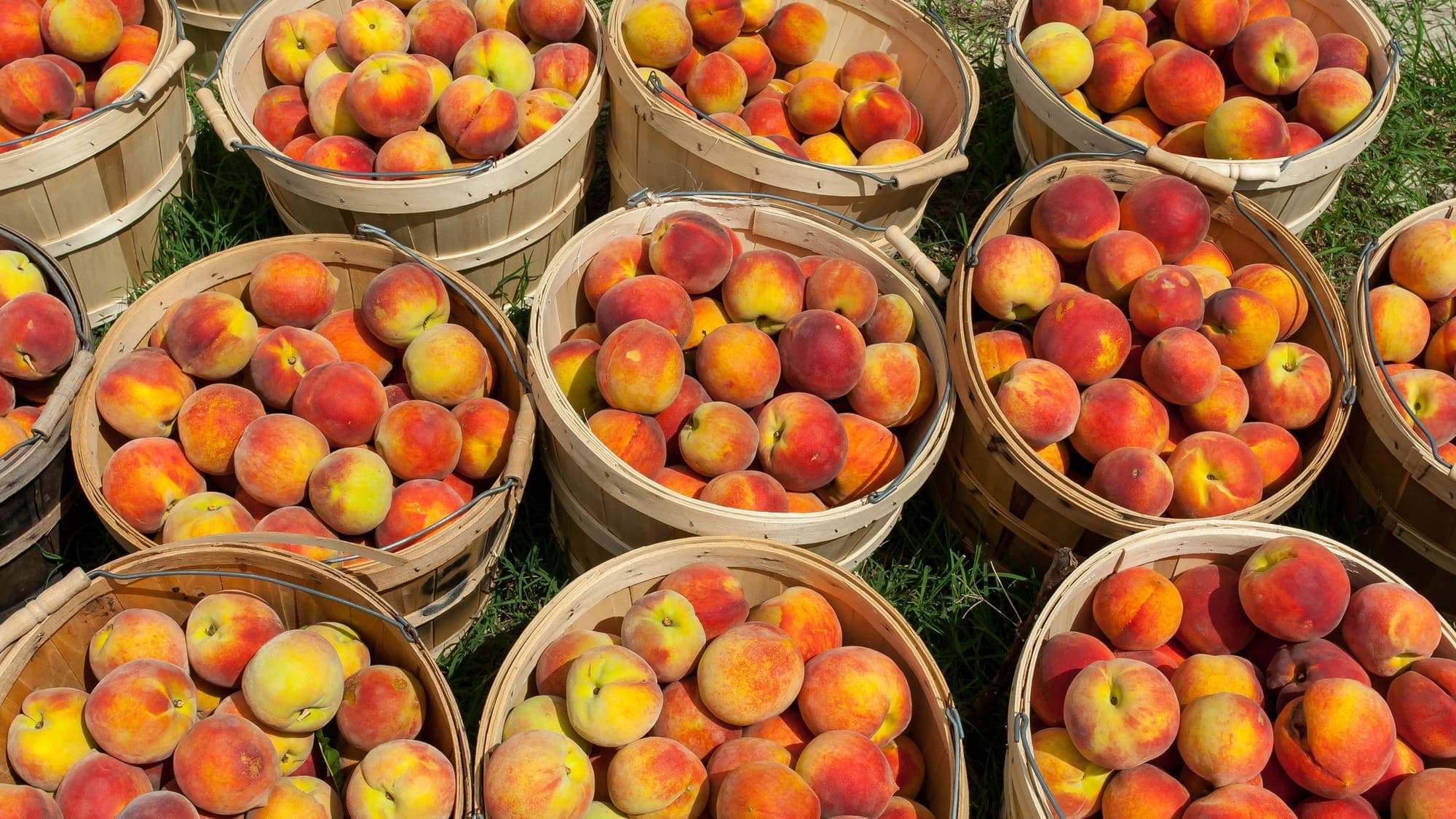 Rows of wooden bushel baskets filled with ripe red and yellow peaches