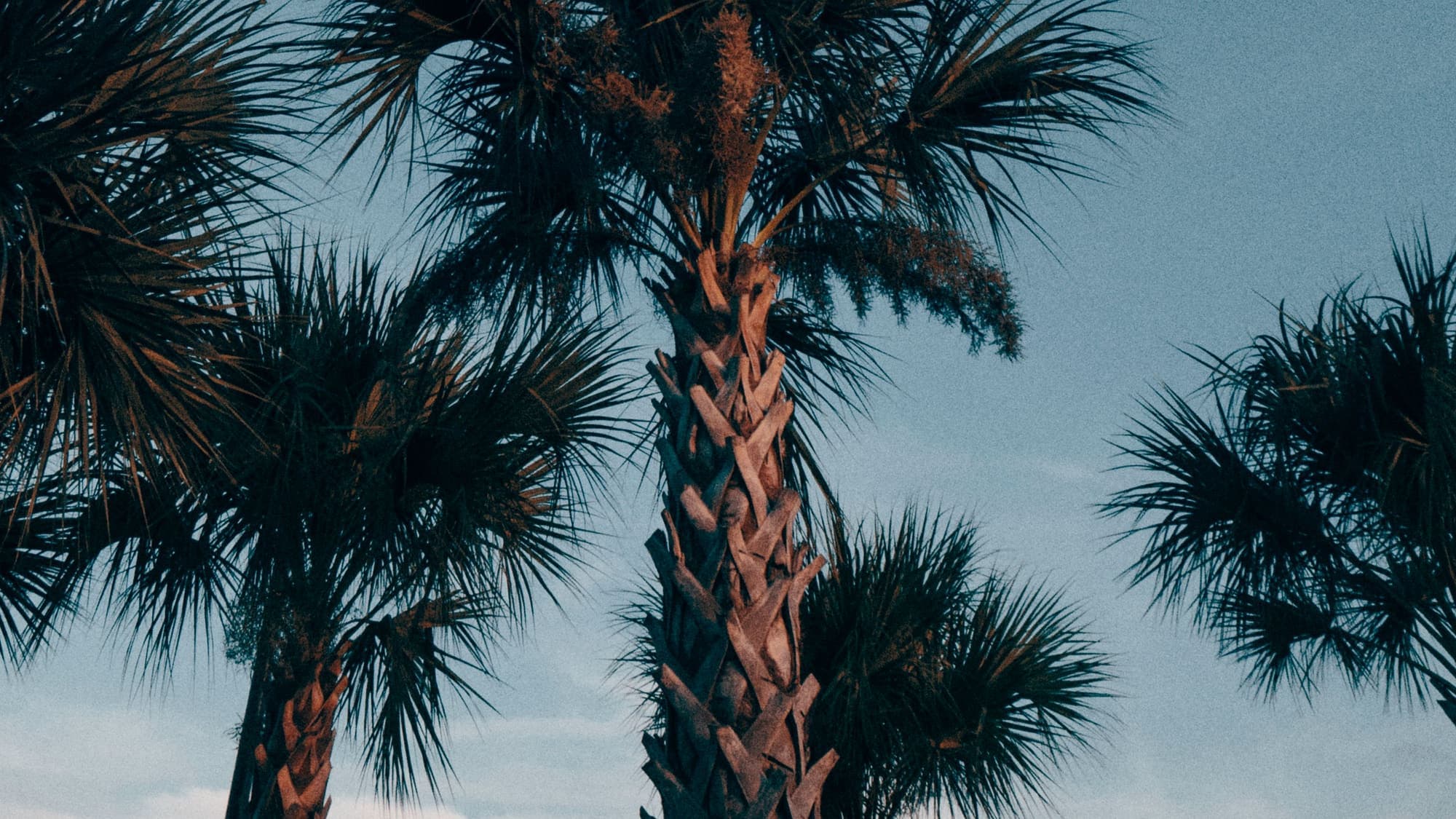 Palmetto trees seen from below against a blue sky
