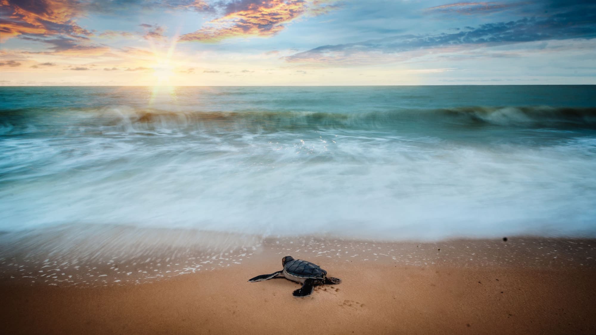 A tiny sea turtle hatchling crawling across wet sand toward breaking waves at dusk