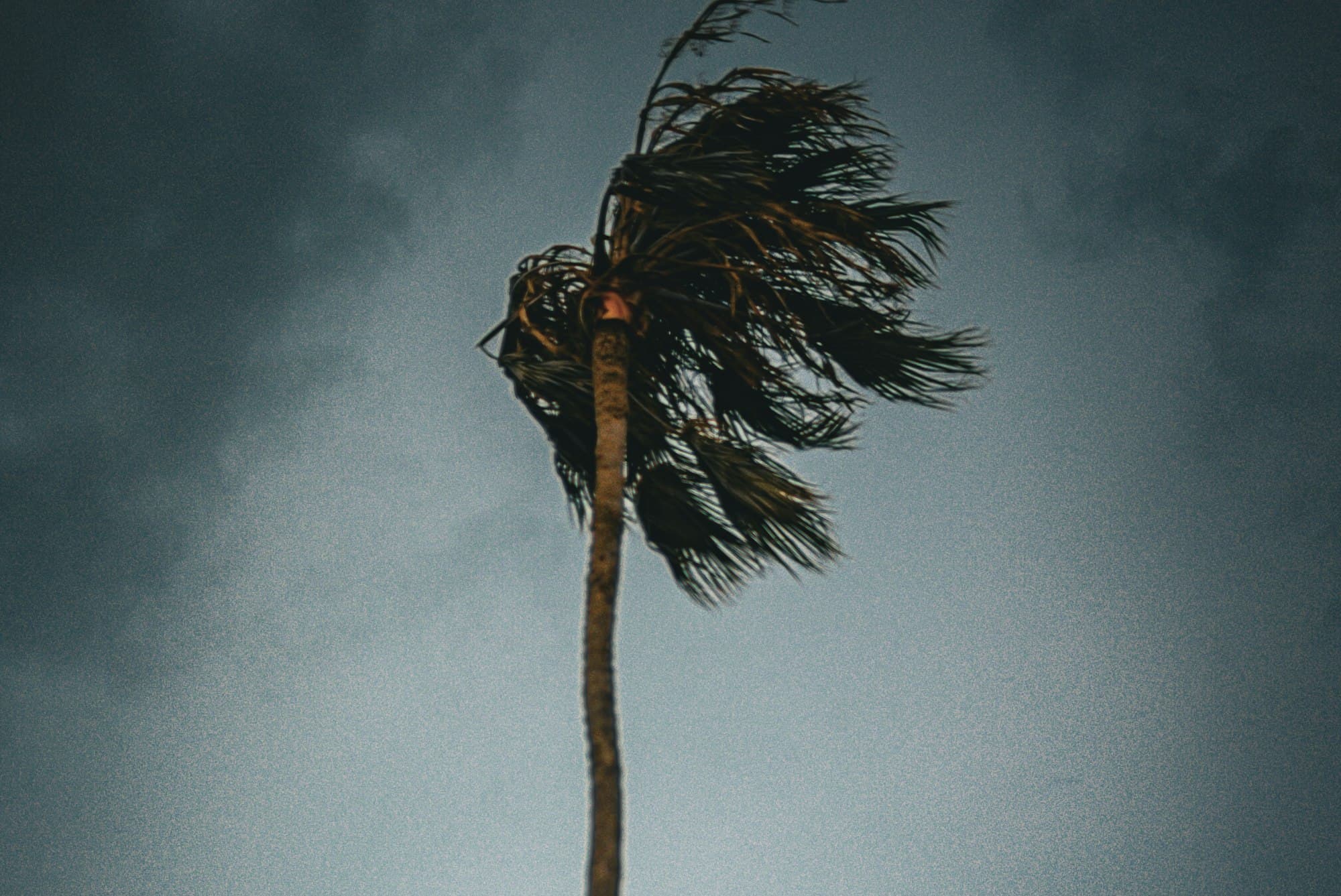 A palm tree bending in strong wind under a gray sky