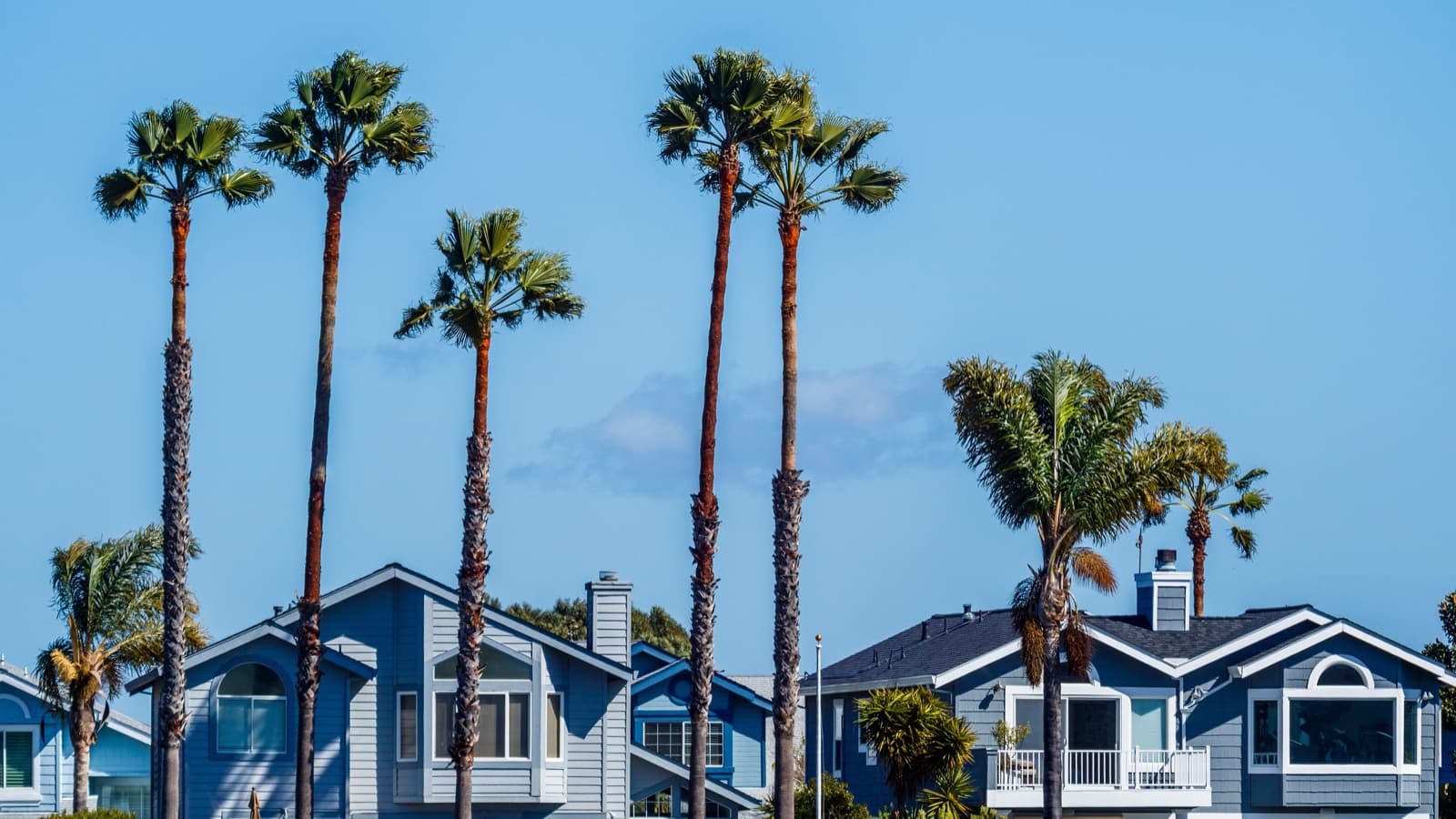 Rooflines of blue and gray coastal houses rising behind tall palm trees