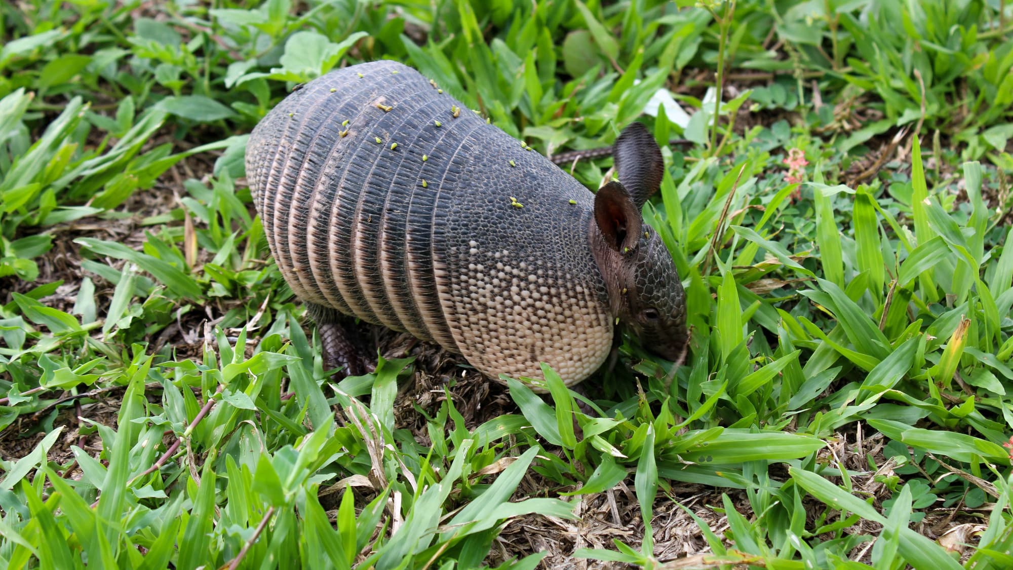A nine-banded armadillo rooting through a patch of green lawn grass