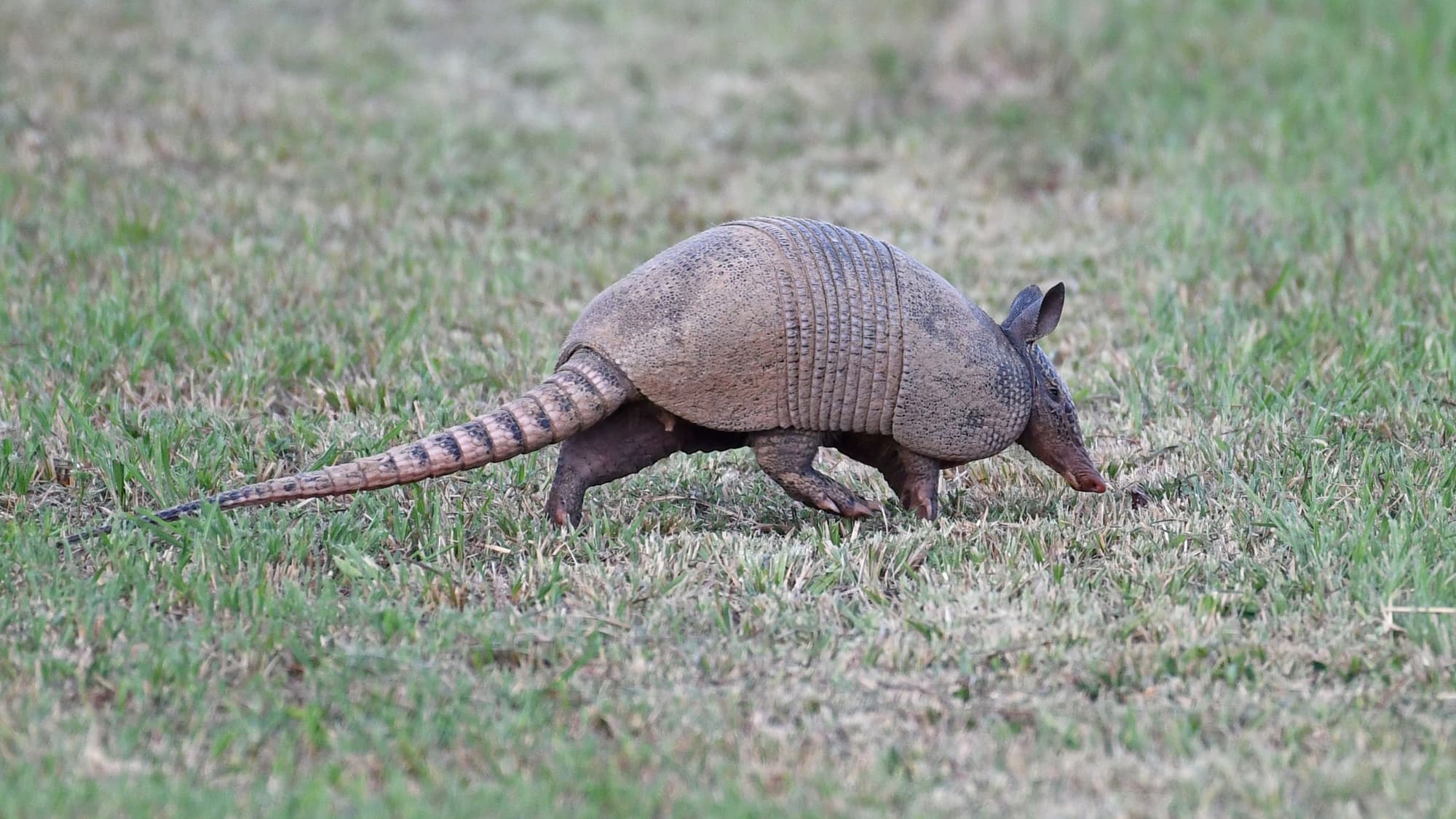 A nine-banded armadillo walking across a short grassy field in soft evening light