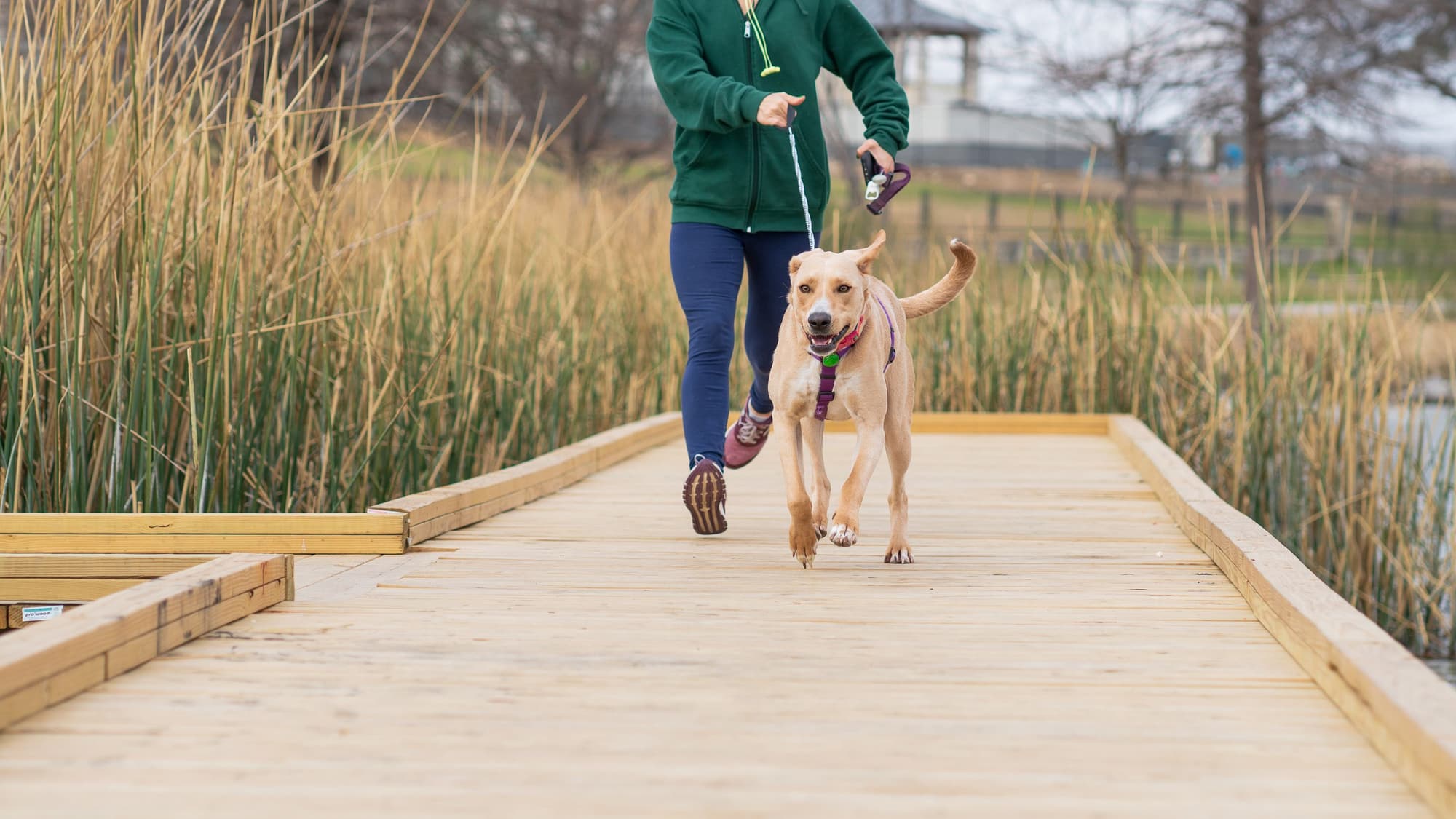 A person walking a happy, leashed dog along a wooden boardwalk past tall marsh grass