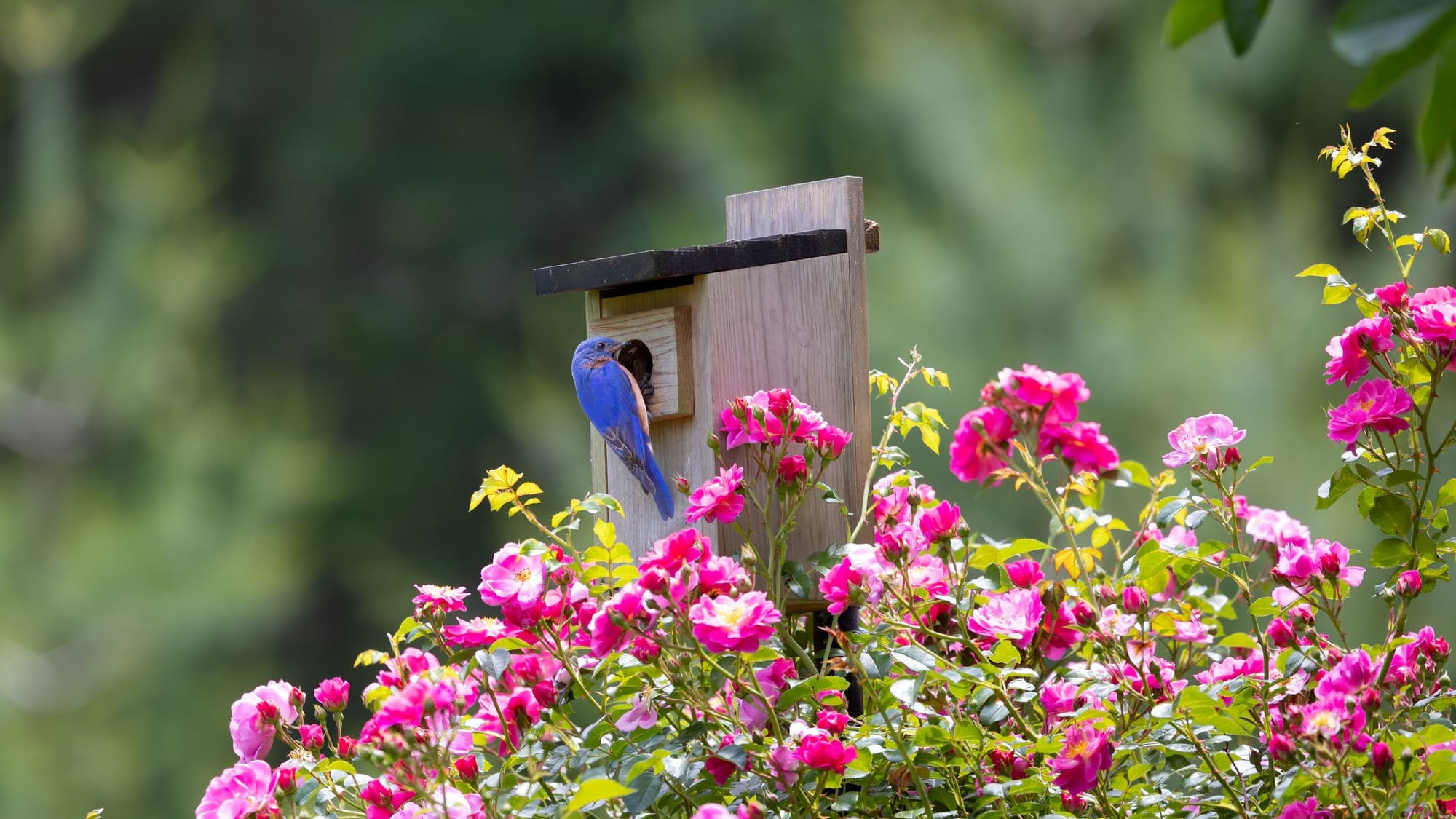 An eastern bluebird perched at the entrance of a wooden nest box surrounded by pink roses