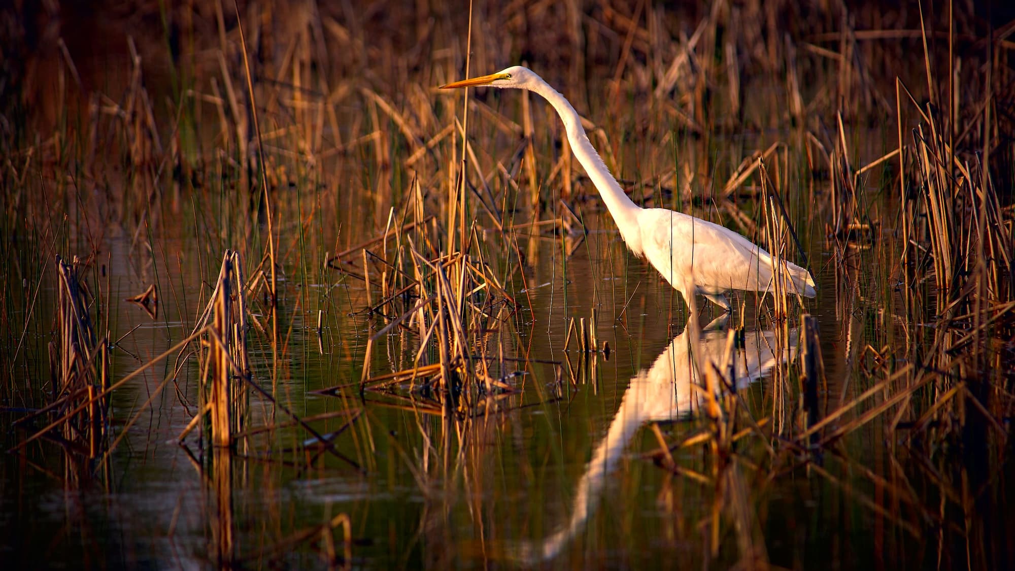 A white egret wading through shallow marsh water among golden reeds at sunset