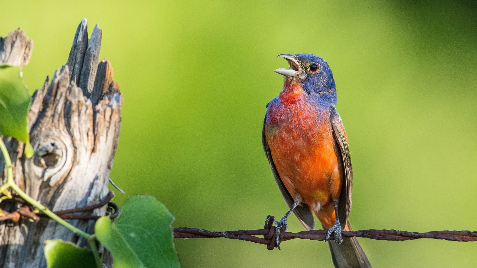 A male painted bunting with a blue head, green back and red chest singing from a wire