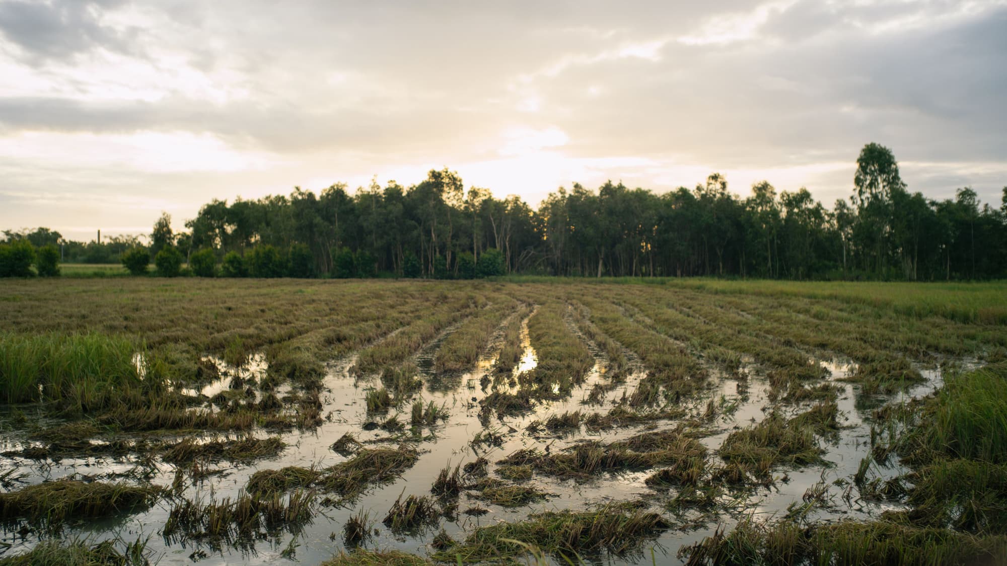 A flooded field with rows of crops standing in shallow water in front of a dark line of trees