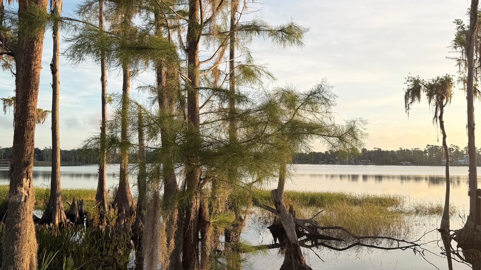 Tall cypress trees standing at the edge of calm water, with their reflections in the late-afternoon light