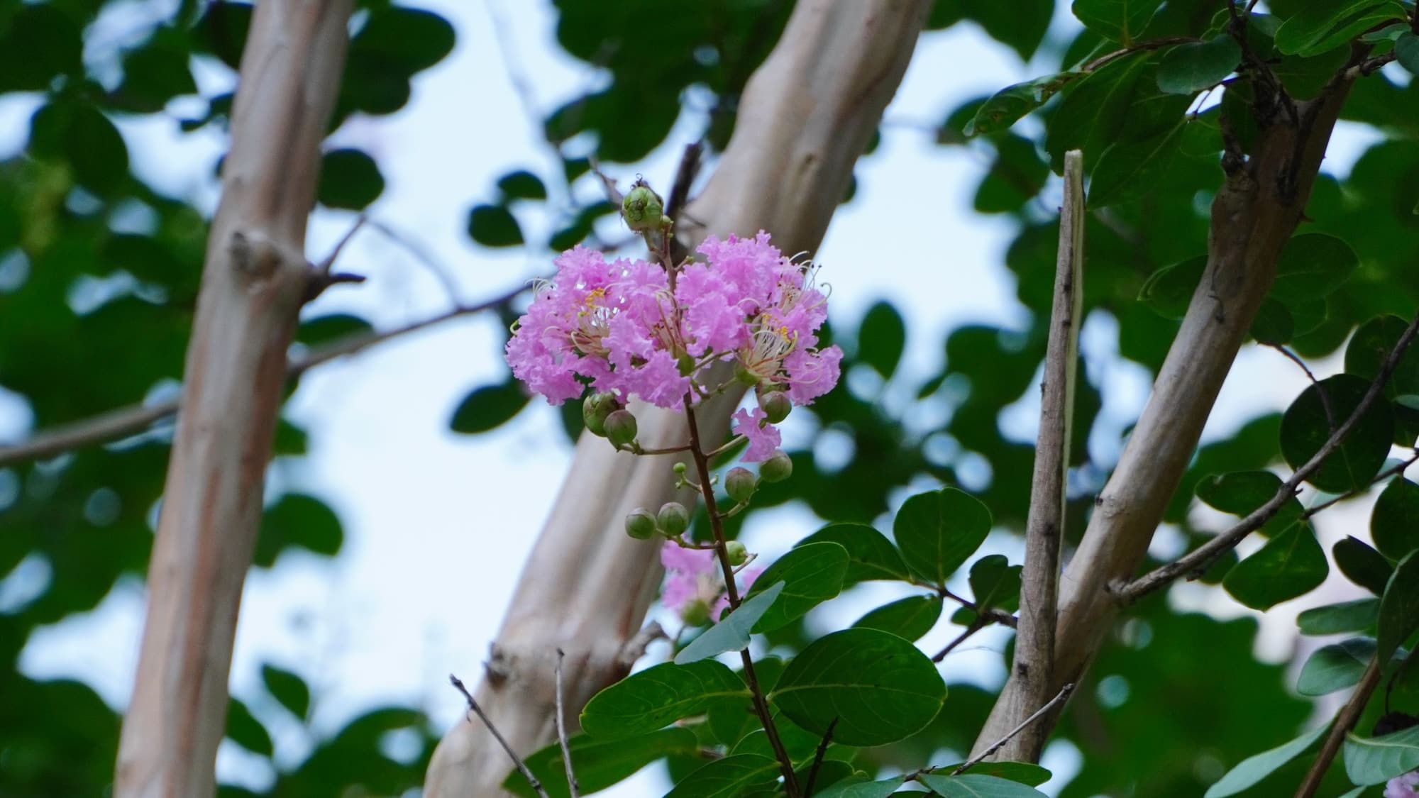 Smooth, pale crape myrtle trunks rising through green leaves, with a single cluster of pink blossoms