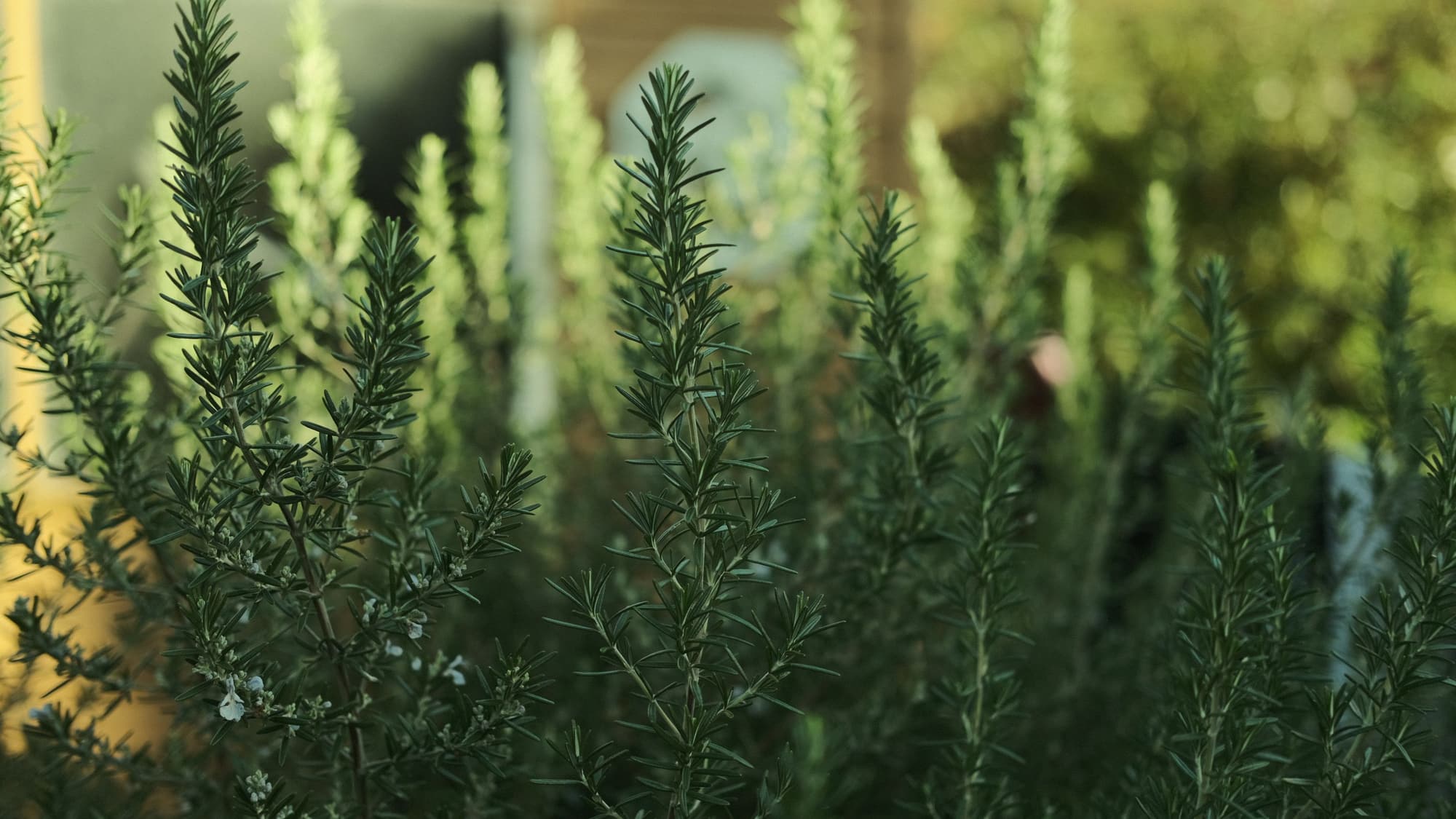A dense stand of tall, bushy rosemary plants catching warm evening sunlight