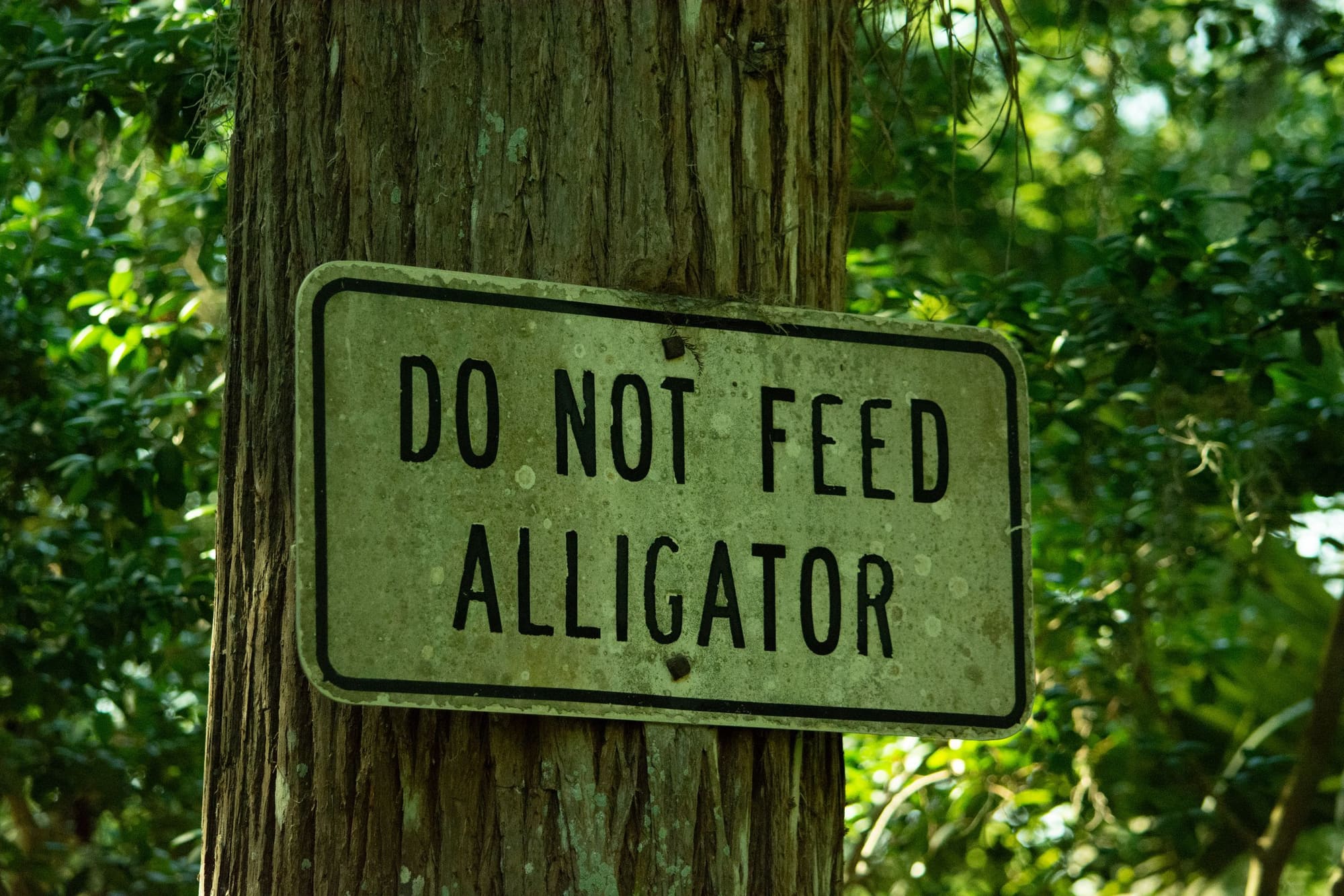 A weathered green sign nailed to a tree reading Do Not Feed Alligator