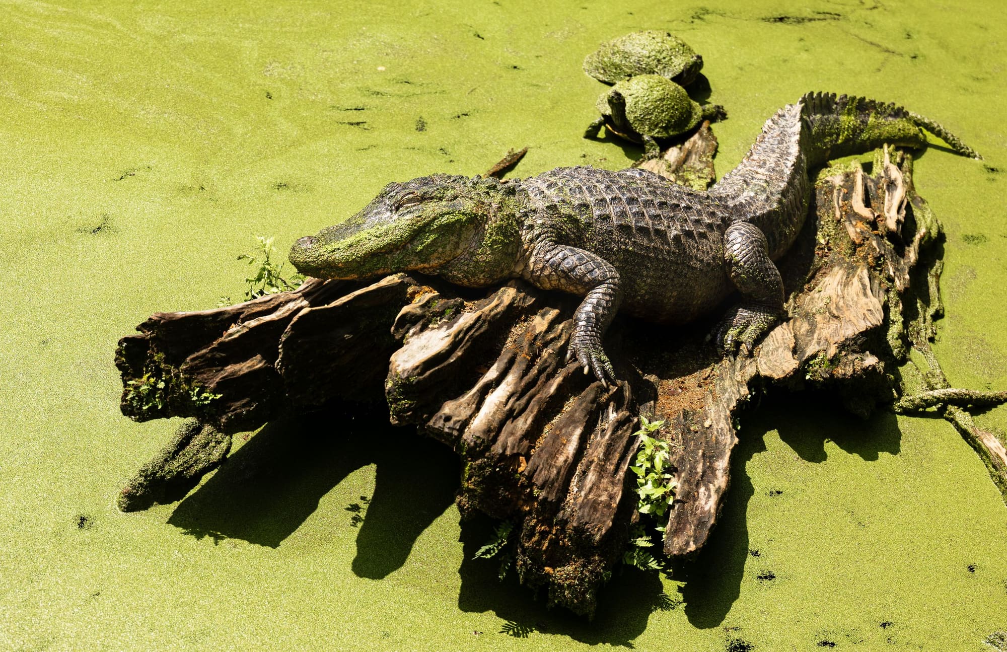 An alligator resting on a weathered stump in a pond covered in bright green duckweed