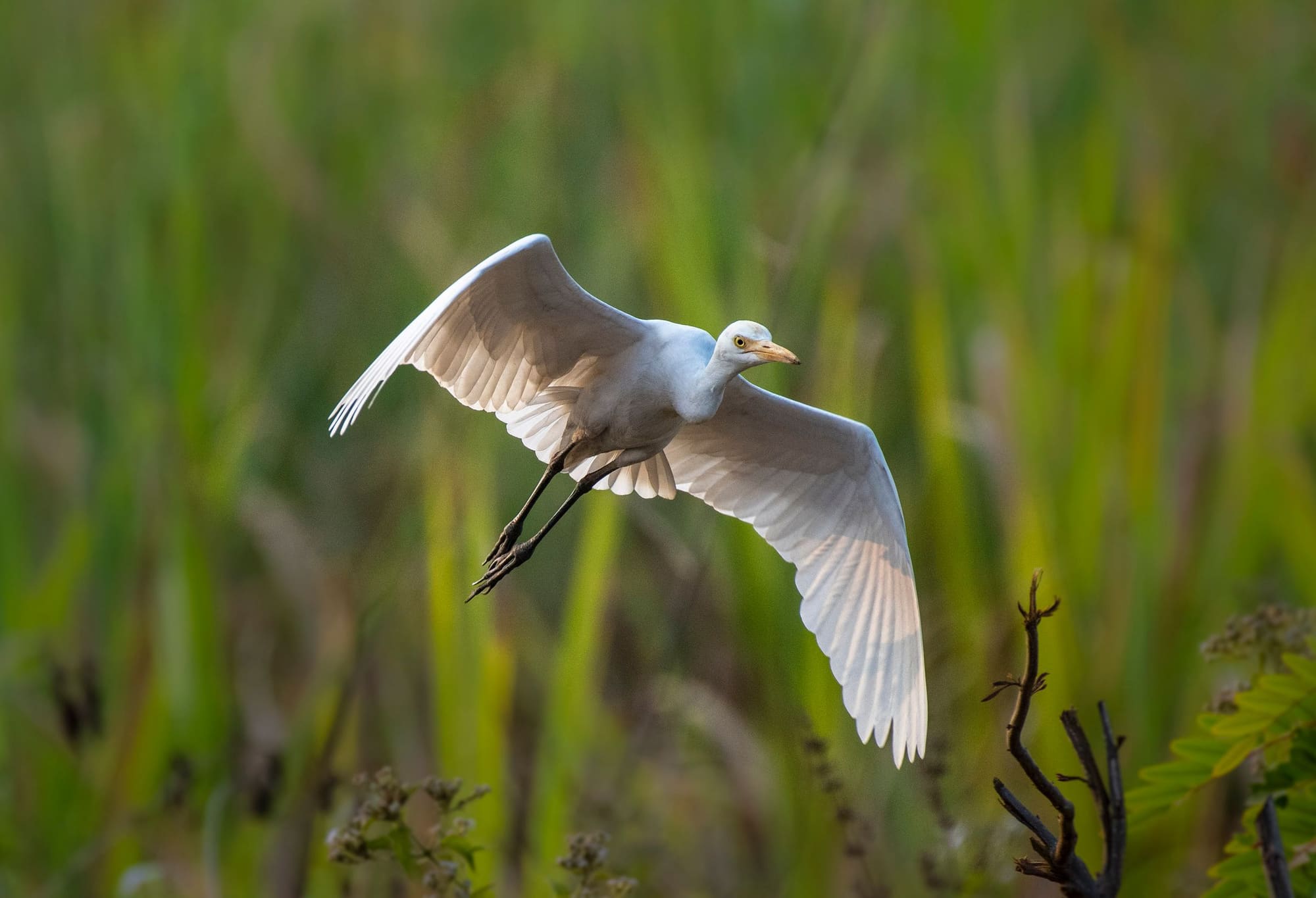 A white egret in flight with its wings spread above green marsh grass