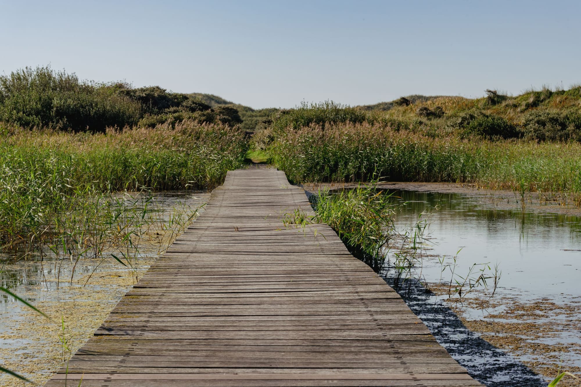 A weathered wooden boardwalk stretching straight out across a marsh of tall grasses and still water