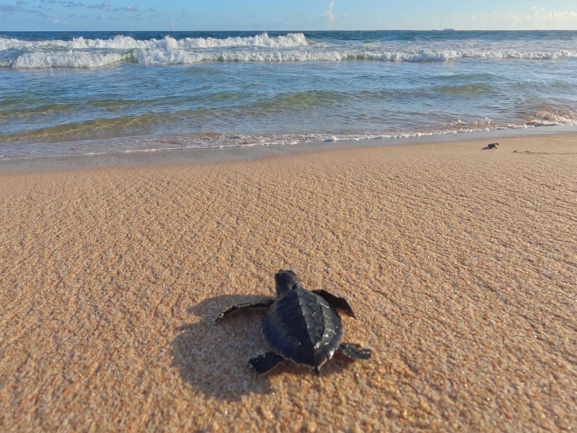 A sea turtle hatchling crawling across smooth wet sand toward the surf