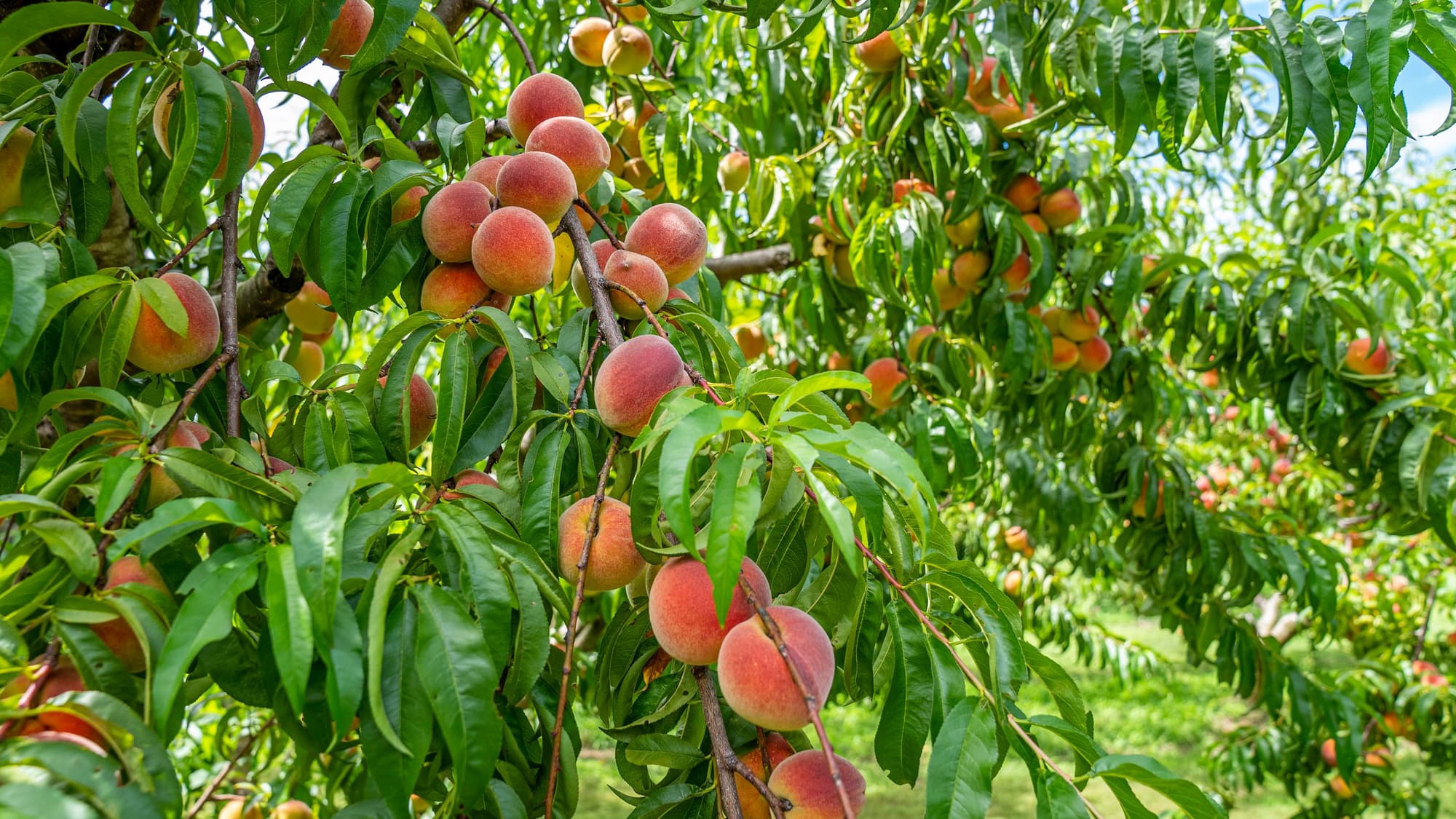Ripe peaches hanging from leafy branches on a peach tree