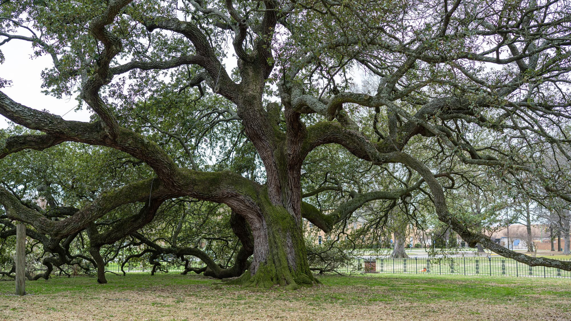 The sprawling, twisting limbs of an enormous old live oak spreading low over a lawn