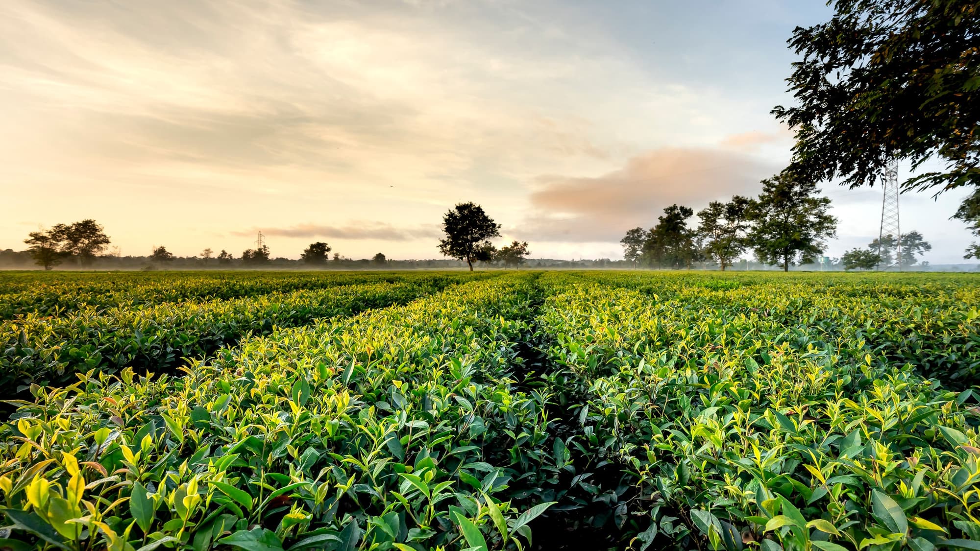 Neat rows of green tea bushes stretching across a farm field at sundown