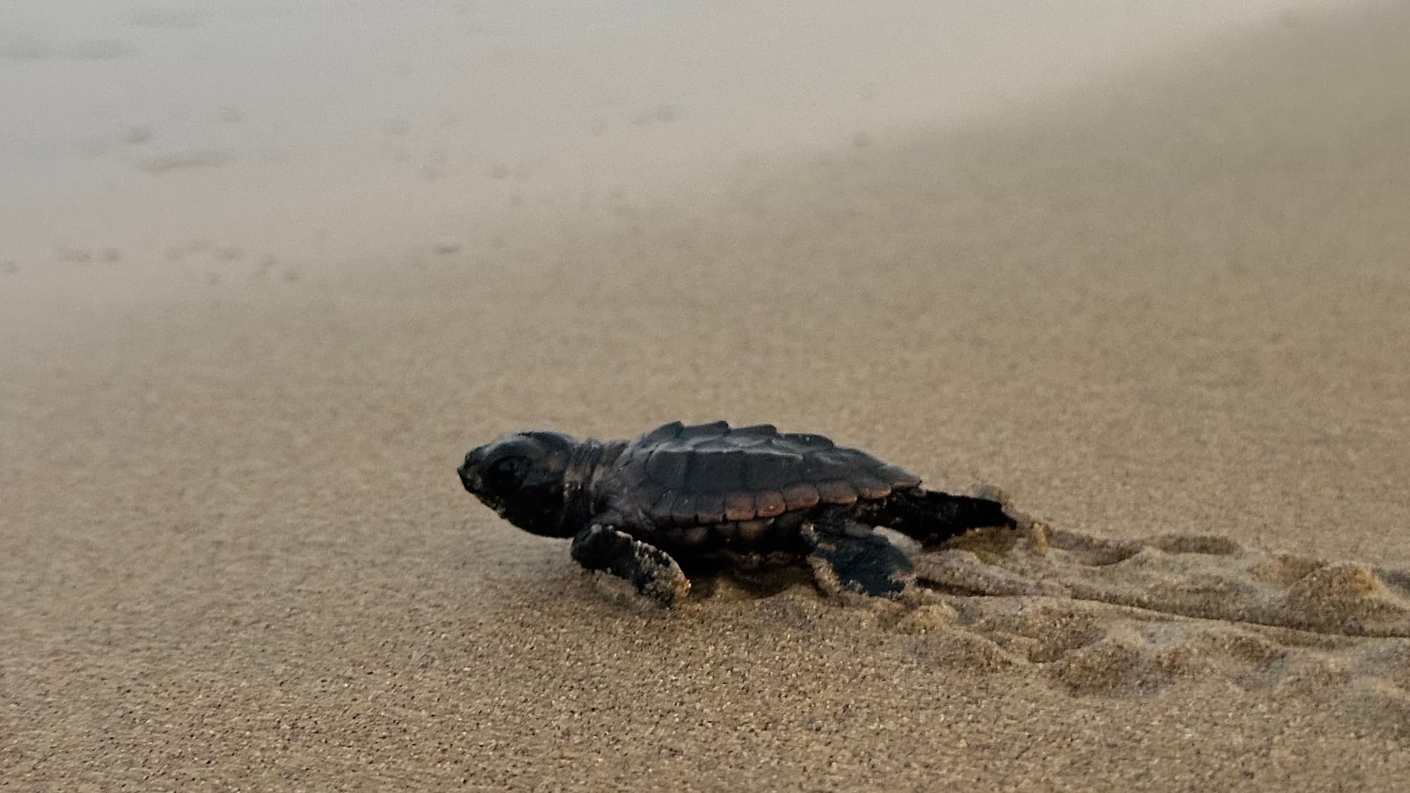 A single sea turtle hatchling crawling across smooth sand, leaving a trail of tiny flipper tracks behind it