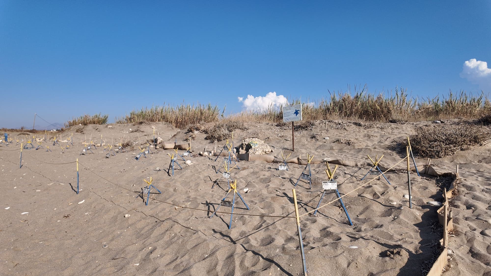 Wooden stakes and string marking off protected nests on a sandy beach below a low dune